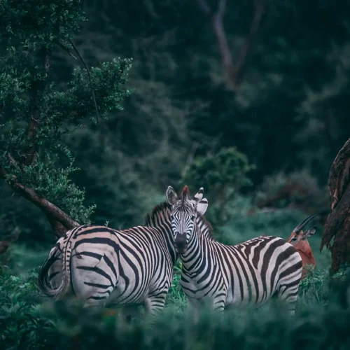 Botswana Tour Package