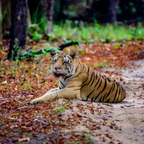 Pachmarhi – Kanha – Jabalpur Tour Package